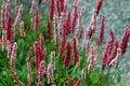 Polygonum Ã¢â¬Ëdarjeeling redÃ¢â¬â¢, perennial flowers Royalty Free Stock Photo